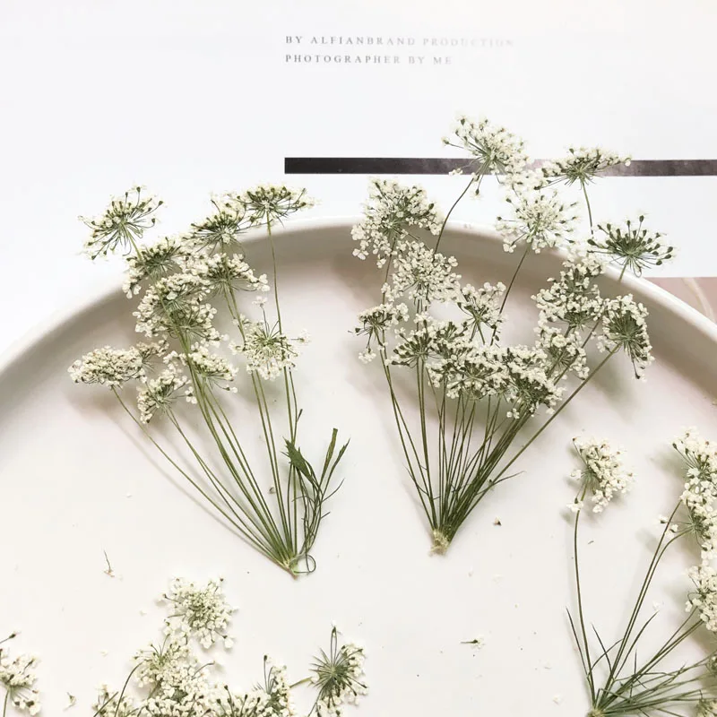 5-7cm/12pcs, 지점이있는 눈 작은 꽃, 말린  - Craft Embellishments 리뷰 및 가격